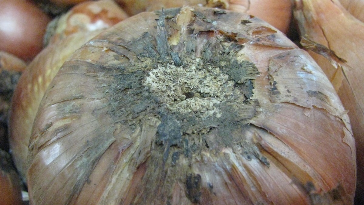 fusarium-cebolla-4 b